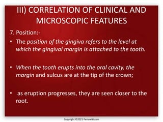 III) CORRELATION OF CLINICAL AND
MICROSCOPIC FEATURES
7. Position:-
• The position of the gingiva refers to the level at
which the gingival margin is attached to the tooth.
• When the tooth erupts into the oral cavity, the
margin and sulcus are at the tip of the crown;
• as eruption progresses, they are seen closer to the
root.
Copyright ©2021 Periowiki.com
 