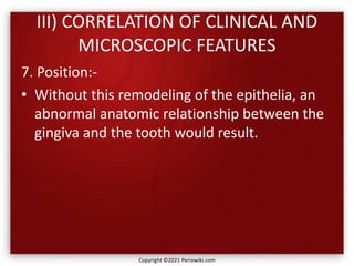 III) CORRELATION OF CLINICAL AND
MICROSCOPIC FEATURES
7. Position:-
• Without this remodeling of the epithelia, an
abnormal anatomic relationship between the
gingiva and the tooth would result.
Copyright ©2021 Periowiki.com
 