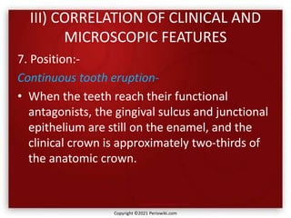 III) CORRELATION OF CLINICAL AND
MICROSCOPIC FEATURES
7. Position:-
Continuous tooth eruption-
• When the teeth reach their functional
antagonists, the gingival sulcus and junctional
epithelium are still on the enamel, and the
clinical crown is approximately two-thirds of
the anatomic crown.
Copyright ©2021 Periowiki.com
 