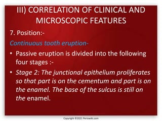 III) CORRELATION OF CLINICAL AND
MICROSCOPIC FEATURES
7. Position:-
Continuous tooth eruption-
• Passive eruption is divided into the following
four stages :-
• Stage 2: The junctional epithelium proliferates
so that part is on the cementum and part is on
the enamel. The base of the sulcus is still on
the enamel.
Copyright ©2021 Periowiki.com
 