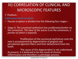 III) CORRELATION OF CLINICAL AND
MICROSCOPIC FEATURES
7. Position:-
Continuous tooth eruption-
• Passive eruption is divided into the following four stages :-
• Stage 4: The junctional epithelium has proliferated farther on
the cementum. The base of the sulcus is on the cementum, a
portion of which is exposed.
Proliferation of the junctional epithelium onto the
root is accompanied by degeneration of gingival and
periodontal ligament fibers and their detachment from the
tooth.
The cause of this degeneration is not understood.
At present, it is believed to be the result of chronic
inflammation and therefore a pathologic process.
Copyright ©2021 Periowiki.com
 