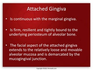 Attached Gingiva
• Is continuous with the marginal gingiva.
• Is firm, resilient and tightly bound to the
underlying periosteum of alveolar bone.
• The facial aspect of the attached gingiva
extends to the relatively loose and movable
alveolar mucosa and is demarcated by the
mucogingival junction.
Copyright ©2021 Periowiki.com
 