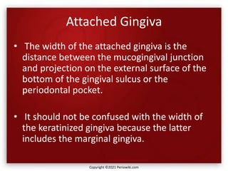 Attached Gingiva
• The width of the attached gingiva is the
distance between the mucogingival junction
and projection on the external surface of the
bottom of the gingival sulcus or the
periodontal pocket.
• It should not be confused with the width of
the keratinized gingiva because the latter
includes the marginal gingiva.
Copyright ©2021 Periowiki.com
 