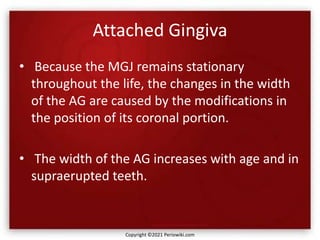 Attached Gingiva
• Because the MGJ remains stationary
throughout the life, the changes in the width
of the AG are caused by the modifications in
the position of its coronal portion.
• The width of the AG increases with age and in
supraerupted teeth.
Copyright ©2021 Periowiki.com
 
