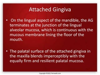 Attached Gingiva
• On the lingual aspect of the mandible, the AG
terminates at the junction of the lingual
alveolar mucosa, which is continuous with the
mucous membrane lining the floor of the
mouth.
• The palatal surface of the attached gingiva in
the maxilla blends imperceptibly with the
equally firm and resilient palatal mucosa.
Copyright ©2021 Periowiki.com
 
