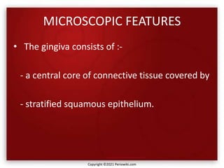 MICROSCOPIC FEATURES
• The gingiva consists of :-
- a central core of connective tissue covered by
- stratified squamous epithelium.
Copyright ©2021 Periowiki.com
 