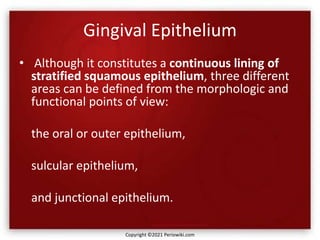 Gingival Epithelium
• Although it constitutes a continuous lining of
stratified squamous epithelium, three different
areas can be defined from the morphologic and
functional points of view:
the oral or outer epithelium,
sulcular epithelium,
and junctional epithelium.
Copyright ©2021 Periowiki.com
 