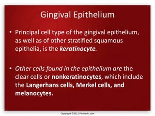 Gingival Epithelium
• Principal cell type of the gingival epithelium,
as well as of other stratified squamous
epithelia, is the keratinocyte.
• Other cells found in the epithelium are the
clear cells or nonkeratinocytes, which include
the Langerhans cells, Merkel cells, and
melanocytes.
Copyright ©2021 Periowiki.com
 