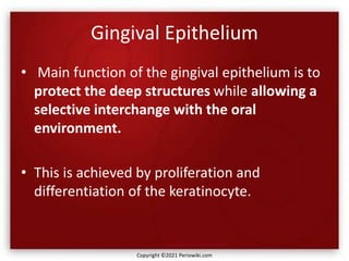 Gingival Epithelium
• Main function of the gingival epithelium is to
protect the deep structures while allowing a
selective interchange with the oral
environment.
• This is achieved by proliferation and
differentiation of the keratinocyte.
Copyright ©2021 Periowiki.com
 