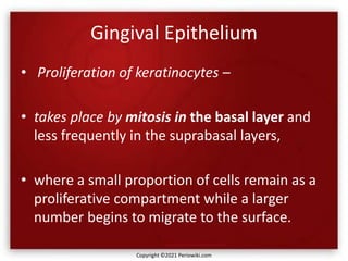 Gingival Epithelium
• Proliferation of keratinocytes –
• takes place by mitosis in the basal layer and
less frequently in the suprabasal layers,
• where a small proportion of cells remain as a
proliferative compartment while a larger
number begins to migrate to the surface.
Copyright ©2021 Periowiki.com
 