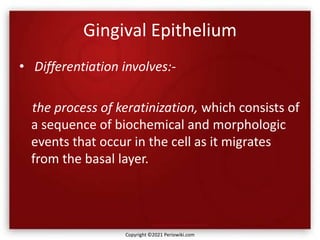 Gingival Epithelium
• Differentiation involves:-
the process of keratinization, which consists of
a sequence of biochemical and morphologic
events that occur in the cell as it migrates
from the basal layer.
Copyright ©2021 Periowiki.com
 