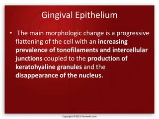 Gingival Epithelium
• The main morphologic change is a progressive
flattening of the cell with an increasing
prevalence of tonofilaments and intercellular
junctions coupled to the production of
keratohyaline granules and the
disappearance of the nucleus.
Copyright ©2021 Periowiki.com
 