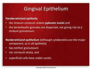 Gingival Epithelium
Parakeratinized epithelia,
• the stratum corneum retains pyknotic nuclei and
• the keratohyalin granules are dispersed, not giving rise to a
stratum granulosum.
Nonkeratinized epithelium (although cytokeratins are the major
component, as in all epithelia)
• has neither granulosum
• nor corneum strata, and
• superficial cells have viable nuclei.
Copyright ©2021 Periowiki.com
 