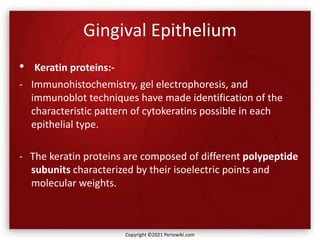 Gingival Epithelium
• Keratin proteins:-
- Immunohistochemistry, gel electrophoresis, and
immunoblot techniques have made identification of the
characteristic pattern of cytokeratins possible in each
epithelial type.
- The keratin proteins are composed of different polypeptide
subunits characterized by their isoelectric points and
molecular weights.
Copyright ©2021 Periowiki.com
 