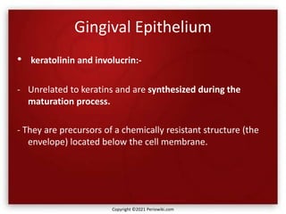 Gingival Epithelium
• keratolinin and involucrin:-
- Unrelated to keratins and are synthesized during the
maturation process.
- They are precursors of a chemically resistant structure (the
envelope) located below the cell membrane.
Copyright ©2021 Periowiki.com
 
