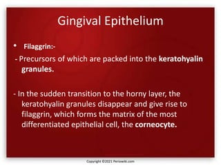 Gingival Epithelium
• Filaggrin:-
- Precursors of which are packed into the keratohyalin
granules.
- In the sudden transition to the horny layer, the
keratohyalin granules disappear and give rise to
filaggrin, which forms the matrix of the most
differentiated epithelial cell, the corneocyte.
Copyright ©2021 Periowiki.com
 
