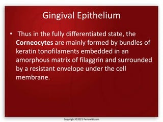 Gingival Epithelium
• Thus in the fully differentiated state, the
Corneocytes are mainly formed by bundles of
keratin tonofilaments embedded in an
amorphous matrix of filaggrin and surrounded
by a resistant envelope under the cell
membrane.
Copyright ©2021 Periowiki.com
 