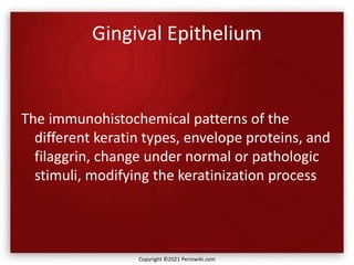 Gingival Epithelium
The immunohistochemical patterns of the
different keratin types, envelope proteins, and
filaggrin, change under normal or pathologic
stimuli, modifying the keratinization process
Copyright ©2021 Periowiki.com
 