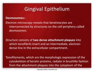 Gingival Epithelium
Desmosomes:-
Electron microscopy reveals that keratinocytes are
interconnected by structures on the cell periphery called
desmosomes.
Structure consists of two dense attachment plaques into
which tonofibrils insert and an intermediate, electron-
dense line in the extracellular compartment.
Tonofilaments, which are the morphologic expression of the
cytoskeleton of keratin proteins, radiate in brushlike fashion
from the attachment plaques into the cytoplasm of the
cells. Copyright ©2021 Periowiki.com
 