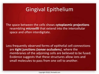 Gingival Epithelium
The space between the cells shows cytoplasmic projections
resembling microvilli that extend into the intercellular
space and often interdigitate.
Less frequently observed forms of epithelial cell connections
are tight junctions (zonae occludens), where the
membranes of the adjoining cells are believed to be fused.
Evidence suggests that these structures allow ions and
small molecules to pass from one cell to another.
Copyright ©2021 Periowiki.com
 