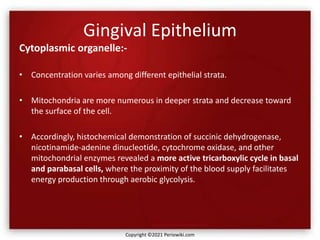 Gingival Epithelium
Cytoplasmic organelle:-
• Concentration varies among different epithelial strata.
• Mitochondria are more numerous in deeper strata and decrease toward
the surface of the cell.
• Accordingly, histochemical demonstration of succinic dehydrogenase,
nicotinamide-adenine dinucleotide, cytochrome oxidase, and other
mitochondrial enzymes revealed a more active tricarboxylic cycle in basal
and parabasal cells, where the proximity of the blood supply facilitates
energy production through aerobic glycolysis.
Copyright ©2021 Periowiki.com
 