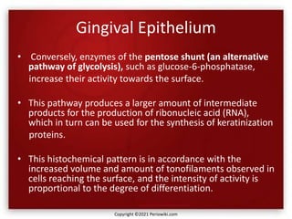 Gingival Epithelium
• Conversely, enzymes of the pentose shunt (an alternative
pathway of glycolysis), such as glucose-6-phosphatase,
increase their activity towards the surface.
• This pathway produces a larger amount of intermediate
products for the production of ribonucleic acid (RNA),
which in turn can be used for the synthesis of keratinization
proteins.
• This histochemical pattern is in accordance with the
increased volume and amount of tonofilaments observed in
cells reaching the surface, and the intensity of activity is
proportional to the degree of differentiation.
Copyright ©2021 Periowiki.com
 