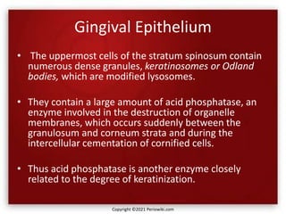 Gingival Epithelium
• The uppermost cells of the stratum spinosum contain
numerous dense granules, keratinosomes or Odland
bodies, which are modified lysosomes.
• They contain a large amount of acid phosphatase, an
enzyme involved in the destruction of organelle
membranes, which occurs suddenly between the
granulosum and corneum strata and during the
intercellular cementation of cornified cells.
• Thus acid phosphatase is another enzyme closely
related to the degree of keratinization.
Copyright ©2021 Periowiki.com
 