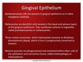 Gingival Epithelium
Nonkeratinocyte cells are present in gingival epithelium as in other
malpighian epithelia.
Melanocytes are dendritic cells located in the basal and spinous layers
of the gingival epithelium. They synthesize melanin in organelles
called premelanosomes or melanosomes.
These contain tyrosinase, which hydroxylates tyrosine to dihydroxy-
phenylalanine (dopa), which in turn is progressively converted to
melanin.
Melanin granules are phagocytosed and contained within other cells of
the epithelium and connective tissue, called melanophages or
melanophores.
Copyright ©2021 Periowiki.com
 
