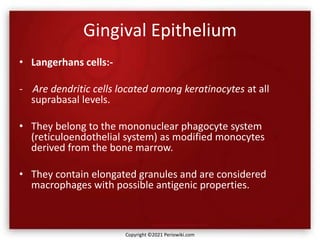 Gingival Epithelium
• Langerhans cells:-
- Are dendritic cells located among keratinocytes at all
suprabasal levels.
• They belong to the mononuclear phagocyte system
(reticuloendothelial system) as modified monocytes
derived from the bone marrow.
• They contain elongated granules and are considered
macrophages with possible antigenic properties.
Copyright ©2021 Periowiki.com
 