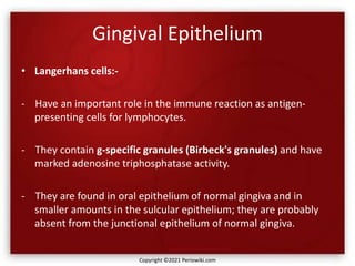 Gingival Epithelium
• Langerhans cells:-
- Have an important role in the immune reaction as antigen-
presenting cells for lymphocytes.
- They contain g-specific granules (Birbeck's granules) and have
marked adenosine triphosphatase activity.
- They are found in oral epithelium of normal gingiva and in
smaller amounts in the sulcular epithelium; they are probably
absent from the junctional epithelium of normal gingiva.
Copyright ©2021 Periowiki.com
 