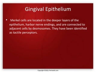 Gingival Epithelium
• Merkel cells are located in the deeper layers of the
epithelium, harbor nerve endings, and are connected to
adjacent cells by desmosomes. They have been identified
as tactile perceptors.
Copyright ©2021 Periowiki.com
 