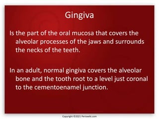 Gingiva
Is the part of the oral mucosa that covers the
alveolar processes of the jaws and surrounds
the necks of the teeth.
In an adult, normal gingiva covers the alveolar
bone and the tooth root to a level just coronal
to the cementoenamel junction.
Copyright ©2021 Periowiki.com
 