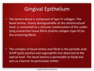 Gingival Epithelium
• The lamina densa is composed of type IV collagen. The
basal lamina, clearly distinguishable at the ultrastructural
level, is connected to a reticular condensation of the under-
lying connective tissue fibrils (mainly collagen type IV) by
the anchoring fibrils.
• The complex of basal lamina and fibrils is the periodic acid-
Schiff (paS) positive and argyrophilic line observed at the
optical level. The basal lamina is permeable to fluids but
acts as a barrier to particulate matter.
Copyright ©2021 Periowiki.com
 