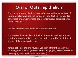 Oral or Outer epithelium
• The oral or outer epithelium covers the crest and outer surface of
the marginal gingiva and the surface of the attached gingiva. It is
keratinized or parakeratinized or presents various combinations of
these conditions.
• The prevalent surface, however, is parakeratinized.
• The degree of gingival keratinization diminishes with age and the
onset of menopause but is not necessarily related to the different
phases of the menstrual cycle.
• Keratinization of the oral mucosa varies in different areas in the
following order: palate (most keratinized), gingiva, ventral aspect of
the tongue, and cheek (least keratinized).
Copyright ©2021 Periowiki.com
 