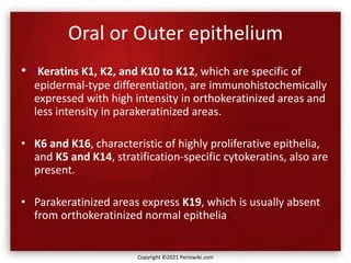 Oral or Outer epithelium
• Keratins K1, K2, and K10 to K12, which are specific of
epidermal-type differentiation, are immunohistochemically
expressed with high intensity in orthokeratinized areas and
less intensity in parakeratinized areas.
• K6 and K16, characteristic of highly proliferative epithelia,
and K5 and K14, stratification-specific cytokeratins, also are
present.
• Parakeratinized areas express K19, which is usually absent
from orthokeratinized normal epithelia.
Copyright ©2021 Periowiki.com
 