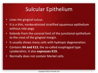 Sulcular Epithelium
• Lines the gingival sulcus.
• It is a thin, nonkeratinized stratified squamous epithelium
without rete pegs.
• Extends from the coronal limit of the junctional epithelium
to the crest of the gingival margin.
• It usually shows many cells with hydropic degeneration.
• Contains K4 and K13, the so-called esophageal type
cytokeratins. It also expresses K19.
• Normally does not contain Merkel cells.
Copyright ©2021 Periowiki.com
 