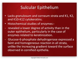 Sulcular Epithelium
• Lacks granulosum and corneum strata and K1, K2,
and K10-K12 cytokeratins.
• Histochemical studies of enzymes:-
- revealed a lower degree of activity than in the
outer epithelium, particularly in the case of
enzymes related to keratinization.
- Glucose-6-phosphate dehydrogenase expressed a
faint and homogeneous reaction in all strata,
unlike the increasing gradient toward the surface
observed in cornified epithelia.
Copyright ©2021 Periowiki.com
 