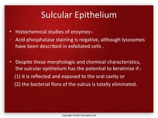 Sulcular Epithelium
• Histochemical studies of enzymes:-
- Acid phosphatase staining is negative, although lysosomes
have been described in exfoliated cells .
• Despite these morphologic and chemical characteristics,
the sulcular epithelium has the potential to keratinize if:-
(1) it is reflected and exposed to the oral cavity or
(2) the bacterial flora of the sulcus is totally eliminated.
Copyright ©2021 Periowiki.com
 