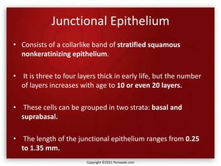 Junctional Epithelium
• Consists of a collarlike band of stratified squamous
nonkeratinizing epithelium.
• It is three to four layers thick in early life, but the number
of layers increases with age to 10 or even 20 layers.
• These cells can be grouped in two strata: basal and
suprabasal.
• The length of the junctional epithelium ranges from 0.25
to 1.35 mm.
Copyright ©2021 Periowiki.com
 