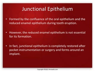 Junctional Epithelium
• Formed by the confluence of the oral epithelium and the
reduced enamel epithelium during tooth eruption.
• However, the reduced enamel epithelium is not essential
for its formation.
• In fact, junctional epithelium is completely restored after
pocket instrumentation or surgery and forms around an
implant.
Copyright ©2021 Periowiki.com
 