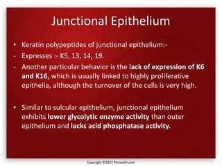 Junctional Epithelium
• Keratin polypeptides of junctional epithelium:-
- Expresses :- K5, 13, 14, 19.
- Another particular behavior is the lack of expression of K6
and K16, which is usually linked to highly proliferative
epithelia, although the turnover of the cells is very high.
• Similar to sulcular epithelium, junctional epithelium
exhibits lower glycolytic enzyme activity than outer
epithelium and lacks acid phosphatase activity.
Copyright ©2021 Periowiki.com
 