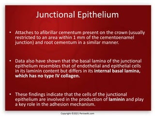 Junctional Epithelium
• Attaches to afibrillar cementum present on the crown (usually
restricted to an area within 1 mm of the cementoenamel
junction) and root cementum in a similar manner.
• Data also have shown that the basal lamina of the junctional
epithelium resembles that of endothelial and epithelial cells
in its laminin content but differs in its internal basal lamina,
which has no type IV collagen.
• These findings indicate that the cells of the junctional
epithelium are involved in the production of laminin and play
a key role in the adhesion mechanism.
Copyright ©2021 Periowiki.com
 