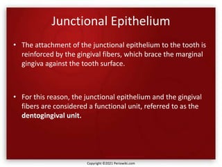 Junctional Epithelium
• The attachment of the junctional epithelium to the tooth is
reinforced by the gingival fibers, which brace the marginal
gingiva against the tooth surface.
• For this reason, the junctional epithelium and the gingival
fibers are considered a functional unit, referred to as the
dentogingival unit.
Copyright ©2021 Periowiki.com
 