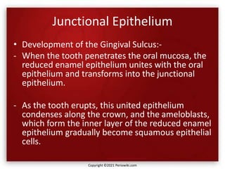 Junctional Epithelium
• Development of the Gingival Sulcus:-
- When the tooth penetrates the oral mucosa, the
reduced enamel epithelium unites with the oral
epithelium and transforms into the junctional
epithelium.
- As the tooth erupts, this united epithelium
condenses along the crown, and the ameloblasts,
which form the inner layer of the reduced enamel
epithelium gradually become squamous epithelial
cells.
Copyright ©2021 Periowiki.com
 