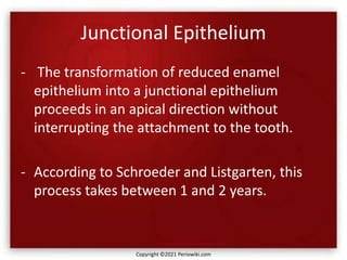 Junctional Epithelium
- The transformation of reduced enamel
epithelium into a junctional epithelium
proceeds in an apical direction without
interrupting the attachment to the tooth.
- According to Schroeder and Listgarten, this
process takes between 1 and 2 years.
Copyright ©2021 Periowiki.com
 