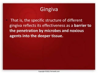 Gingiva
• That is, the specific structure of different
gingiva reflects its effectiveness as a barrier to
the penetration by microbes and noxious
agents into the deeper tissue.
Copyright ©2021 Periowiki.com
 