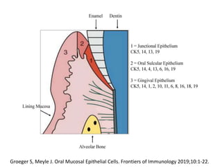 Groeger S, Meyle J. Oral Mucosal Epithelial Cells. Frontiers of Immunology 2019;10:1-22.
 