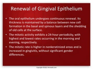 Renewal of Gingival Epithelium
• The oral epithelium undergoes continuous renewal. Its
thickness is maintained by a balance between new cell
formation in the basal and spinous layers and the shedding
of old cells at the surface.
• The mitotic activity exhibits a 24-hour periodicity, with
highest and lowest rates occurring in the morning and
evening, respectively.
• The mitotic rate is higher in nonkeratinized areas and is
increased in gingivitis, without significant gender
differences.
Copyright ©2021 Periowiki.com
 