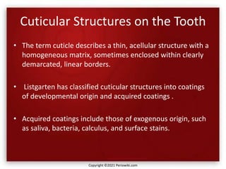 Cuticular Structures on the Tooth
• The term cuticle describes a thin, acellular structure with a
homogeneous matrix, sometimes enclosed within clearly
demarcated, linear borders.
• Listgarten has classified cuticular structures into coatings
of developmental origin and acquired coatings .
• Acquired coatings include those of exogenous origin, such
as saliva, bacteria, calculus, and surface stains.
Copyright ©2021 Periowiki.com
 