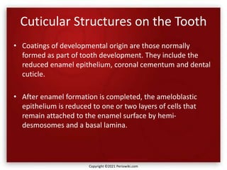 Cuticular Structures on the Tooth
• Coatings of developmental origin are those normally
formed as part of tooth development. They include the
reduced enamel epithelium, coronal cementum and dental
cuticle.
• After enamel formation is completed, the ameloblastic
epithelium is reduced to one or two layers of cells that
remain attached to the enamel surface by hemi-
desmosomes and a basal lamina.
Copyright ©2021 Periowiki.com
 
